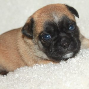 Pocket Puggles - Puppy Place