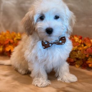 Marlow – MaltiPoo