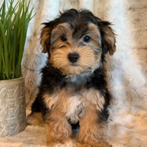 Tango – Morkie