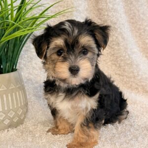 Vinnie – Morkie