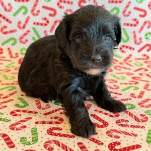 Dozer – Yorkie Poo