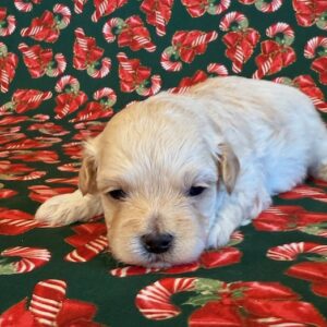 Farley – MaltiPoo