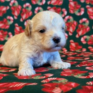 Francie – MaltiPoo