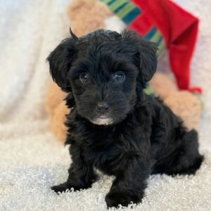 Dozer – Yorkie Poo