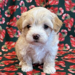 Finley – MaltiPoo