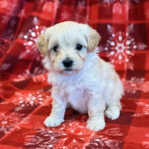 Farley – MaltiPoo