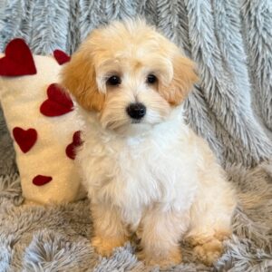 Farley- MaltiPoo