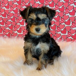 Ike – Yorkie Poo