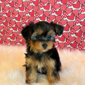 Ivy – Yorkie Poo