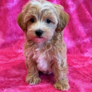 Kimber – MaltiPoo